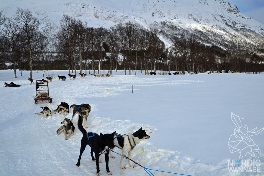 Huskies, Schlittenhunde, Tromso, Tromsø Safari, Farm, Rentiere, Schlittenhund, AIDAcara, Kreuzfahrt, Norwegen, Nordnorwegen, Skandinavien, Blog, Blogger, Schnee, Berge, Streicheln,