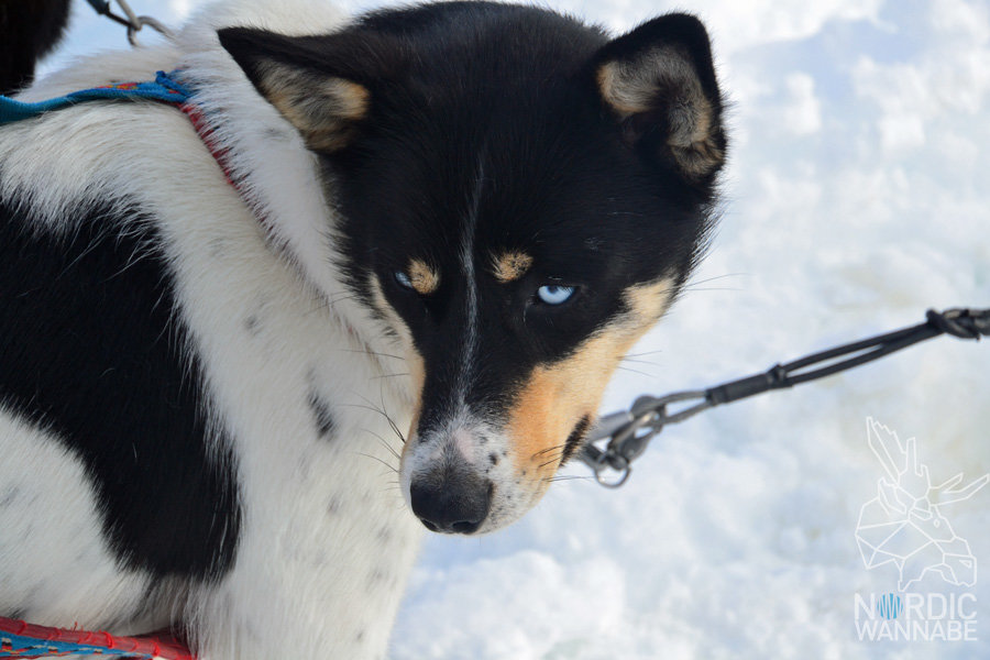 Huskies, Schlittenhunde, Tromso, Tromsø Safari, Farm, Rentiere, Schlittenhund, AIDAcara, Kreuzfahrt, Norwegen, Nordnorwegen, Skandinavien, Blog, Blogger, Schnee, Berge, Streicheln,