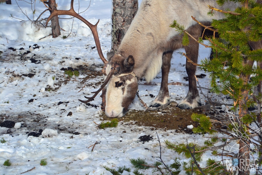Huskies, Schlittenhunde, Tromso, Tromsø Safari, Farm, Rentiere, Schlittenhund, AIDAcara, Kreuzfahrt, Norwegen, Nordnorwegen, Skandinavien, Blog, Blogger, Schnee, Berge, Streicheln,