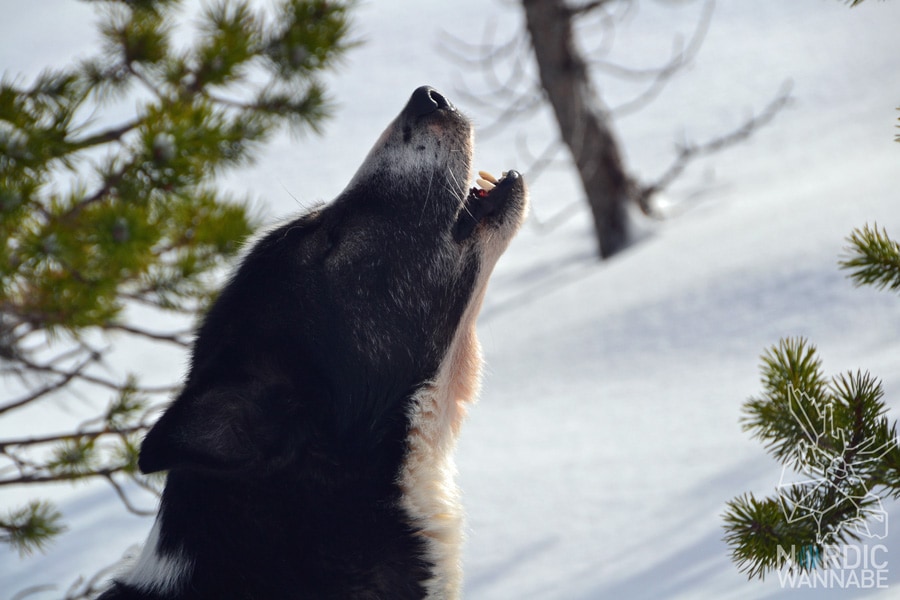 Huskies, Schlittenhunde, Tromso, Tromsø Safari, Farm, Rentiere, Schlittenhund, AIDAcara, Kreuzfahrt, Norwegen, Nordnorwegen, Skandinavien, Blog, Blogger, Schnee, Berge, Streicheln,