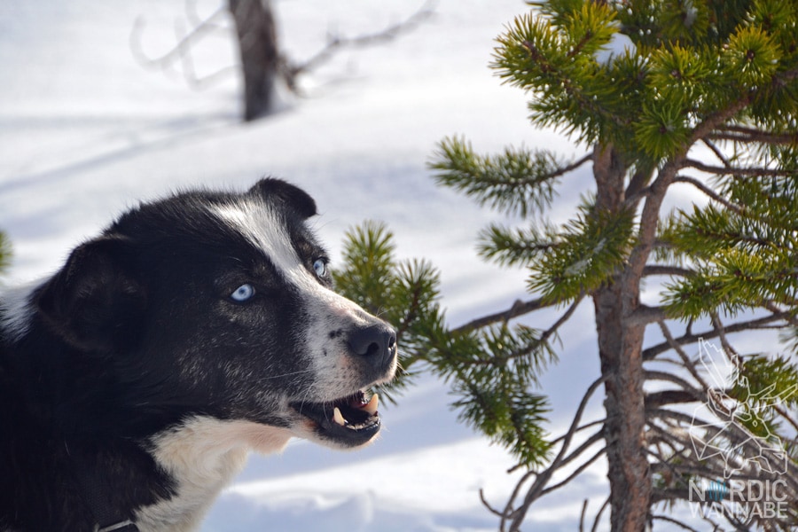 Huskies, Schlittenhunde, Tromso, Tromsø Safari, Farm, Rentiere, Schlittenhund, AIDAcara, Kreuzfahrt, Norwegen, Nordnorwegen, Skandinavien, Blog, Blogger, Schnee, Berge, Streicheln,