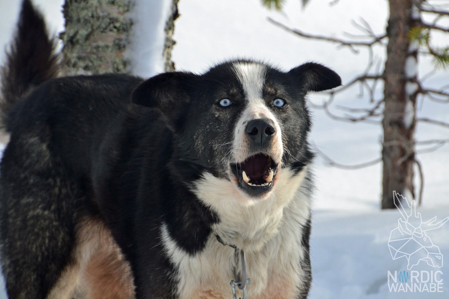 Huskies, Schlittenhunde, Tromso, Tromsø Safari, Farm, Rentiere, Schlittenhund, AIDAcara, Kreuzfahrt, Norwegen, Nordnorwegen, Skandinavien, Blog, Blogger, Schnee, Berge, Streicheln,